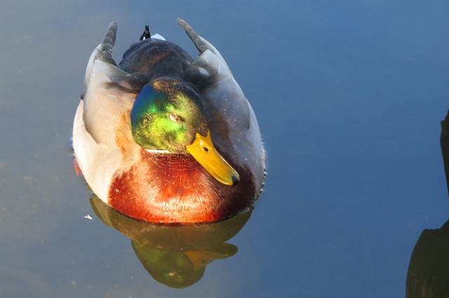 05 01 17_5793_edited-1.jpg - MALLARD - POOLE PARK, DORSET - WINTER 2017